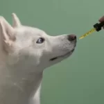 Can CBD Make My Dog More Anxious? Addressing Concerns